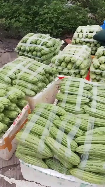 南宁苦瓜