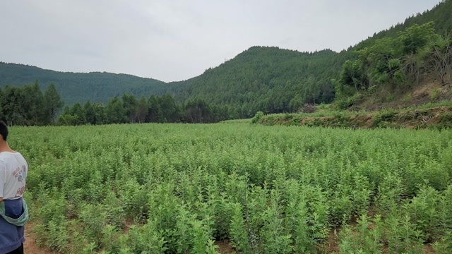 梓潼县艾草苗