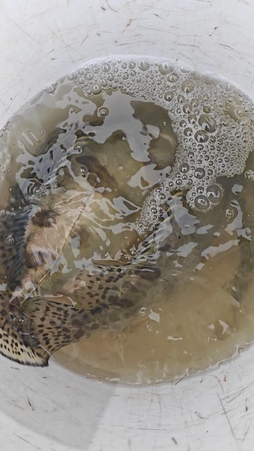 桂鱼