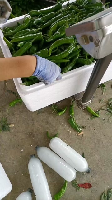 金乡县精品辣妹子辣椒大量上市，按照需求进行包装发货