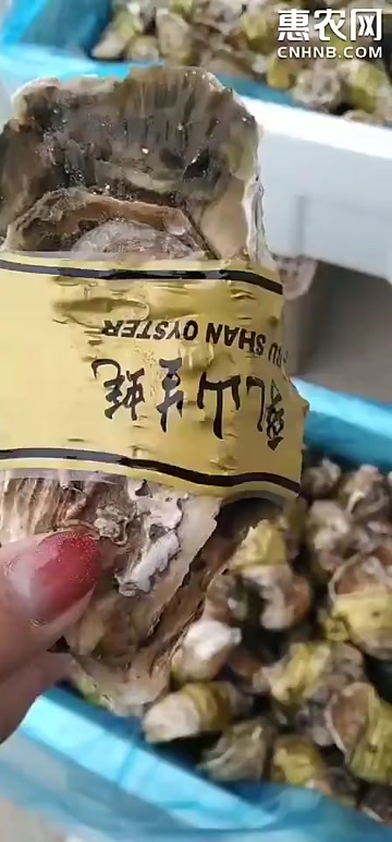 【产地直发】山东乳山高品质生蚝牡蛎 鲜活到家