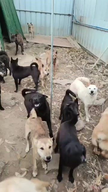  狗