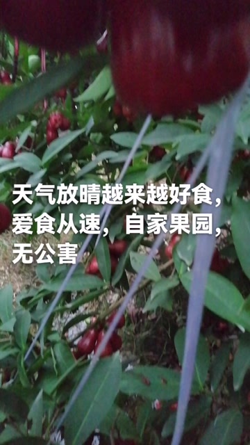  黑金刚莲雾