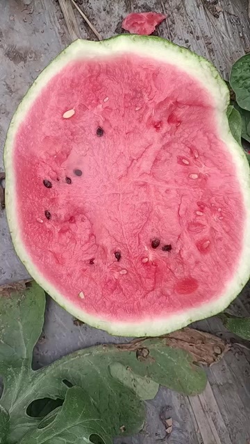 湖州西瓜