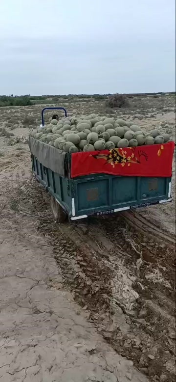  哈密瓜