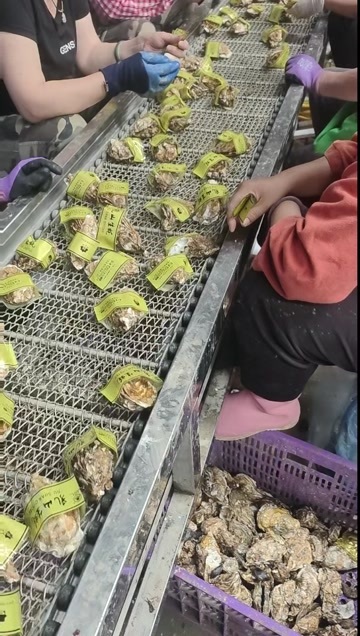 乳山市6.12号乳山生蚝加工厂，专业的套标大姨。给生蚝穿件马甲。