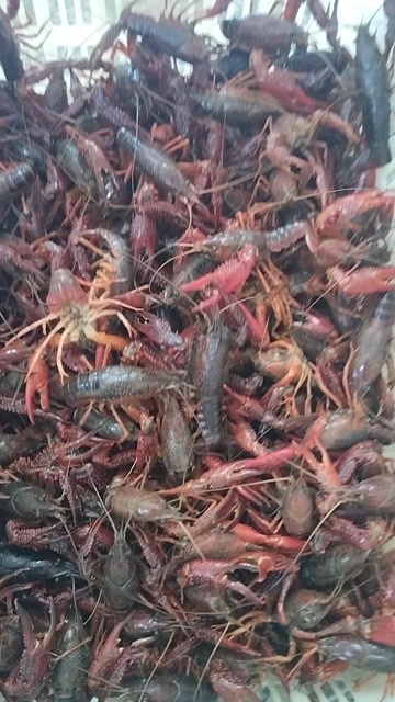  小龙虾