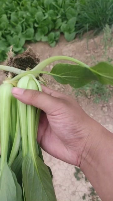 商丘上海青