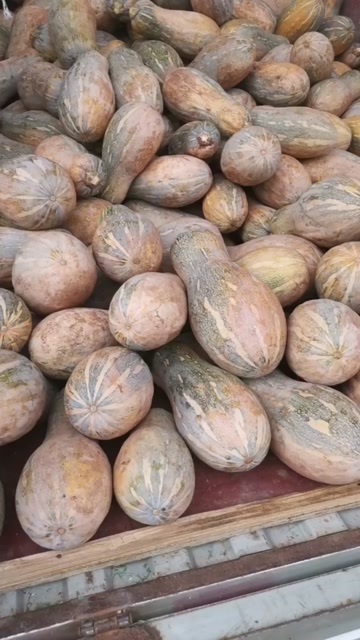 成都南瓜