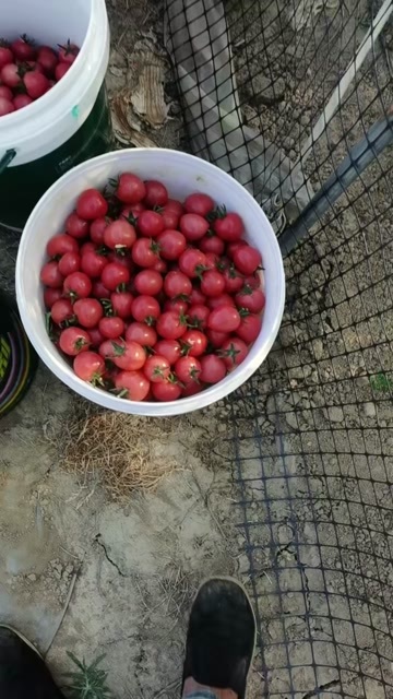 渭南圣女果