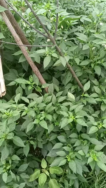 涟源市辣椒