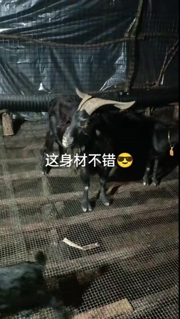 南安市黑山羊
