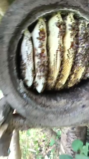 沧源县土蜂蜜