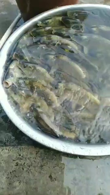 黄平县鲤鱼