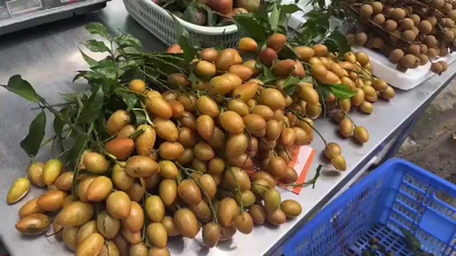 广州李子