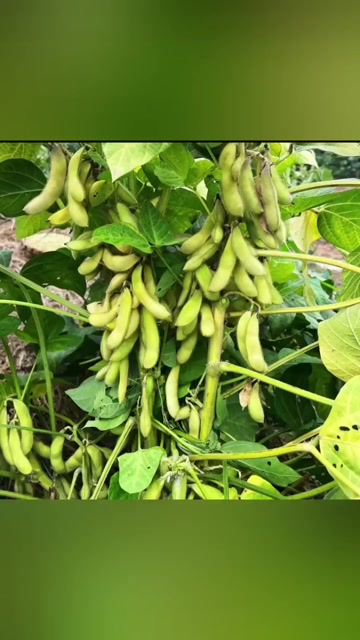 湖南国产一等黄大豆新鲜上市农家自产精选良品湖南特产