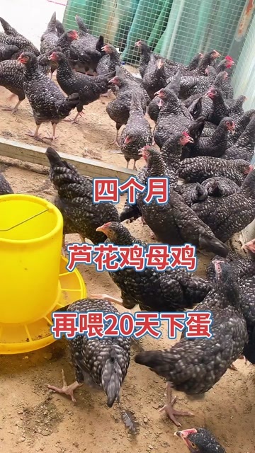  芦花鸡
