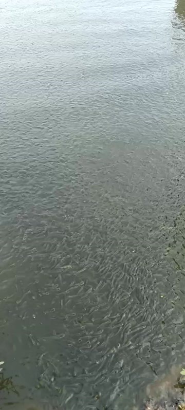 汉川市鳞鱼火片
