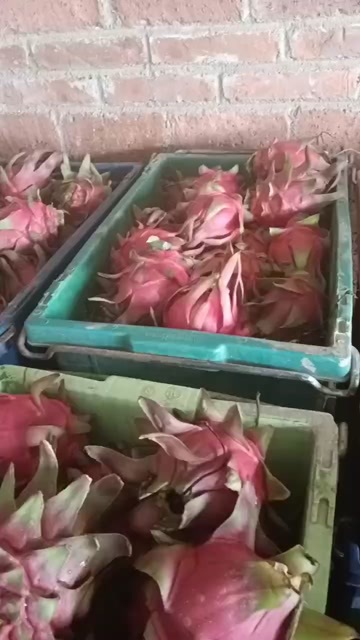 石屏县火龙果