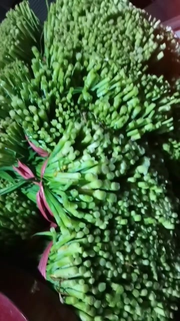 临漳县韭菜