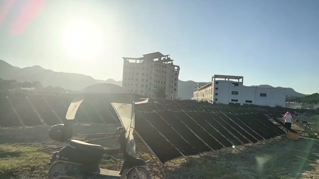 霞浦县紫菜
