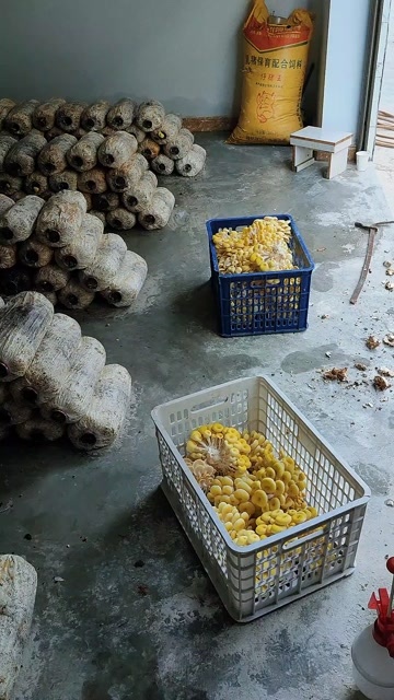 鸡油菌