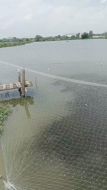 樟树市草鱼苗