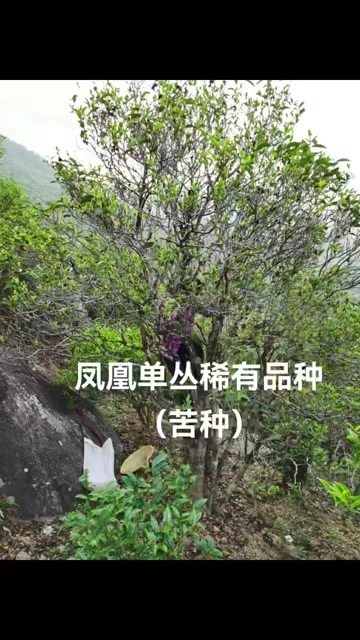  单丛茶