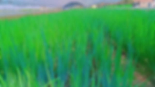 安丘市小葱