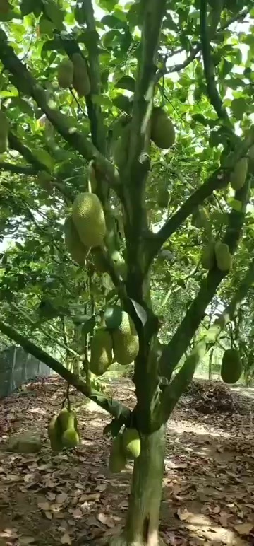万宁市榴莲蜜一件代发，货源稳定包邮包售后！
