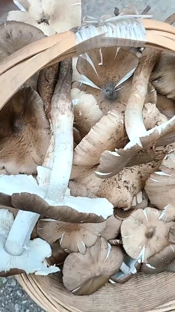 六盘水鸡枞菌野生或是家种根据你的要求价格不同