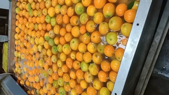 秭归县【夏橙】 榨汁专用  鲜果产地直发 快递部分包邮