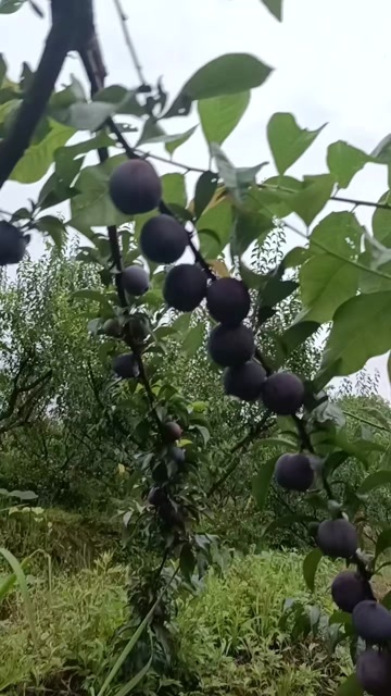 屏山县五月脆李