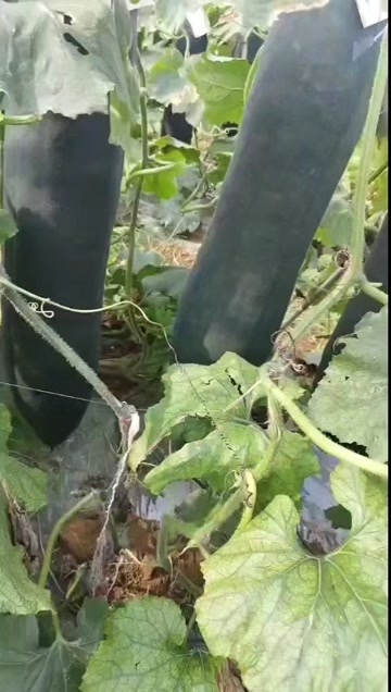 黑皮冬瓜