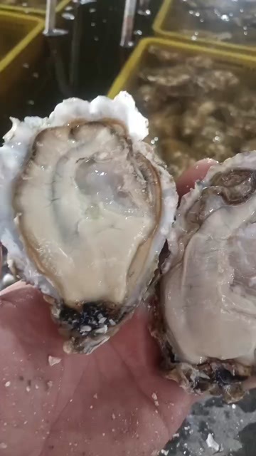  三倍体