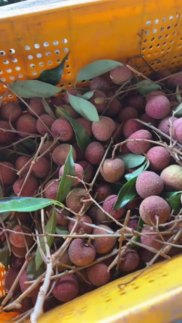  荔枝