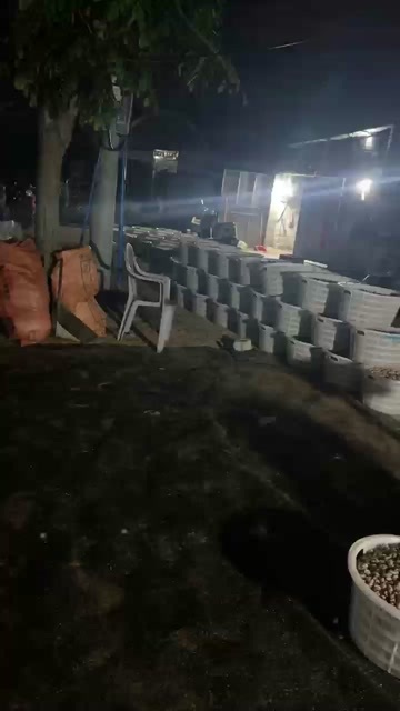 海南东风螺