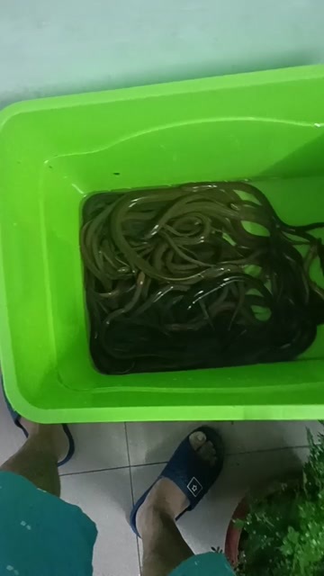  黄鳝