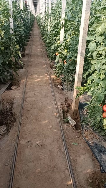  毛粉西红柿
