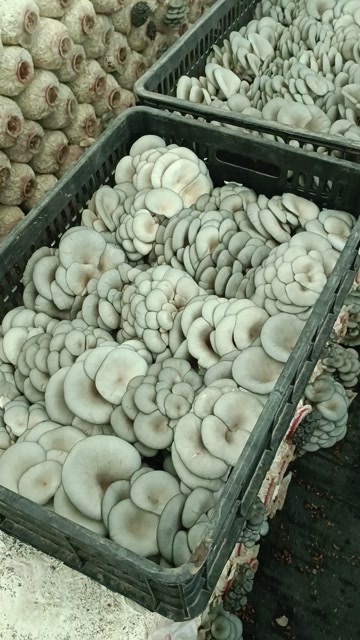  平菇