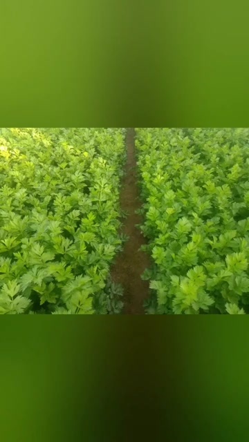 吴忠芹菜