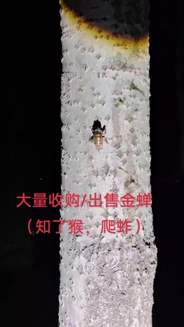 内黄县金蝉