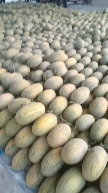 伽师县八六王