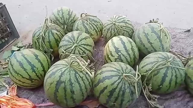 西瓜
