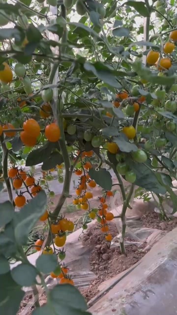 灵宝市圣女果