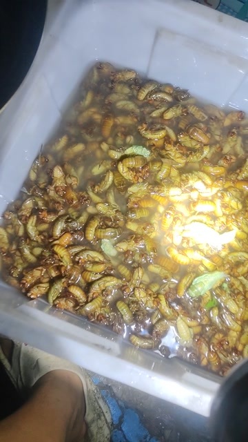  金蝉