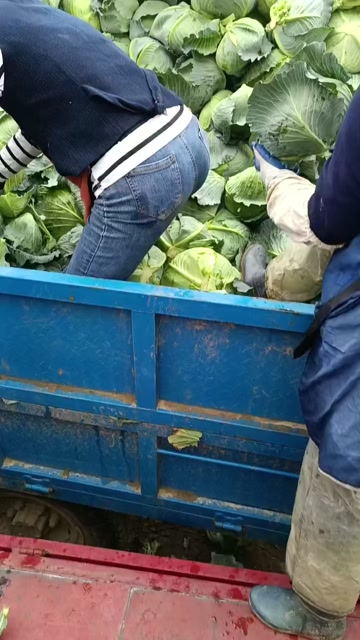 包菜
