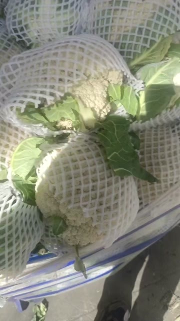 通许县花菜