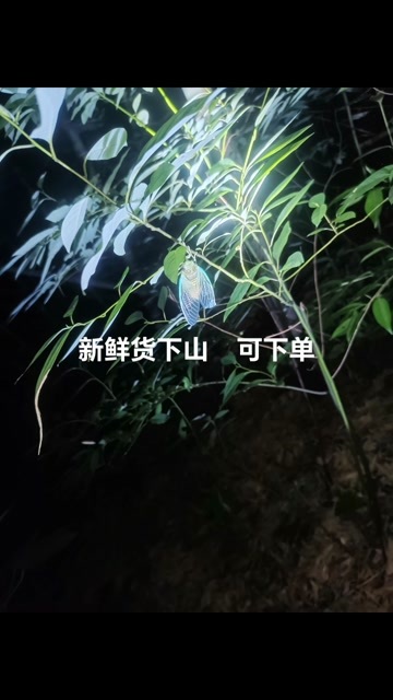 杭州金蝉