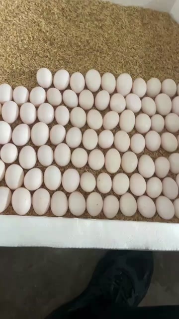  鸽子蛋